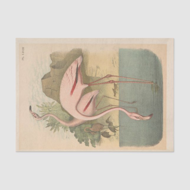 Papel De Seda Flamingoes - Dissociação de Ephemera (Frente )