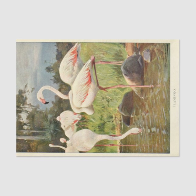 Papel De Seda Flamingoes - Dissociação de Ephemera (Frente )