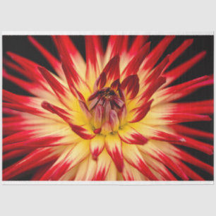 Papel De Seda Flor Amarela e Vermelha Radiante, Foto de Cêrca da