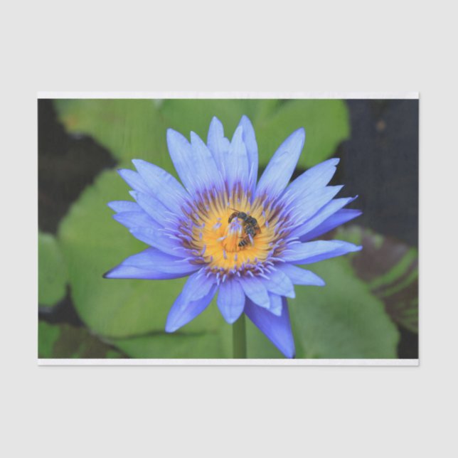 Papel De Seda Flor de lótus (Frente )