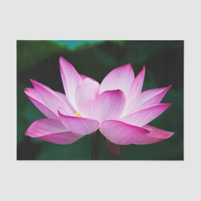 Papel De Seda Flor de Lotus Rosa (Frente )