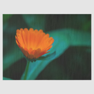 Papel De Seda Flor de margarida laranja