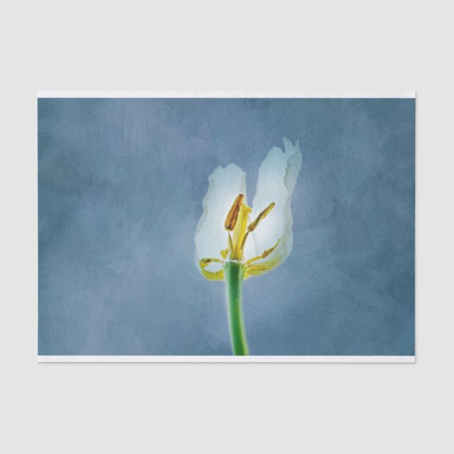 Papel De Seda Flor de tulipa branca (Frente )