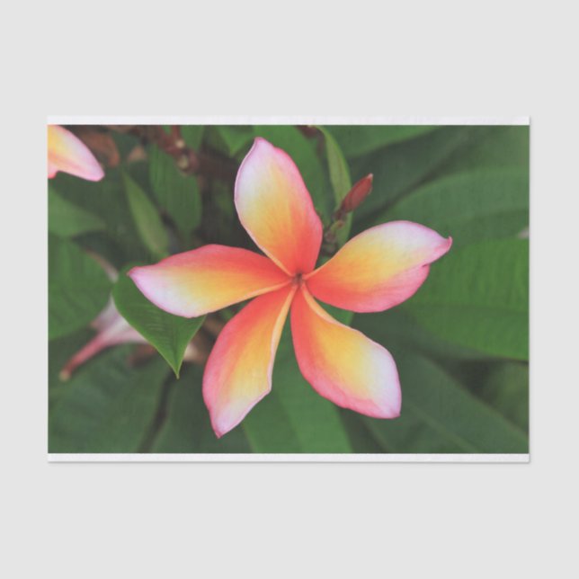 Papel De Seda Flor Frangipani (Frente )