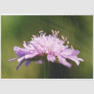 Papel De Seda Flor Lilac Escabioso (Knautia arvensis)