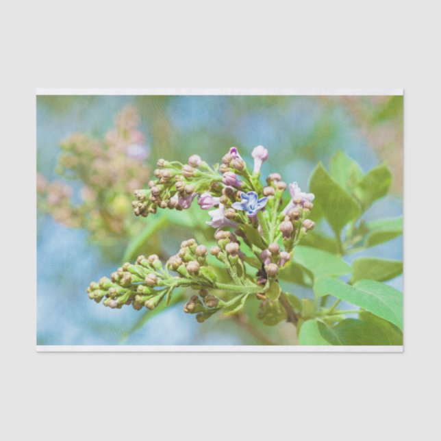 Papel De Seda Flor Lilac - Primus Inter Pares (Frente )