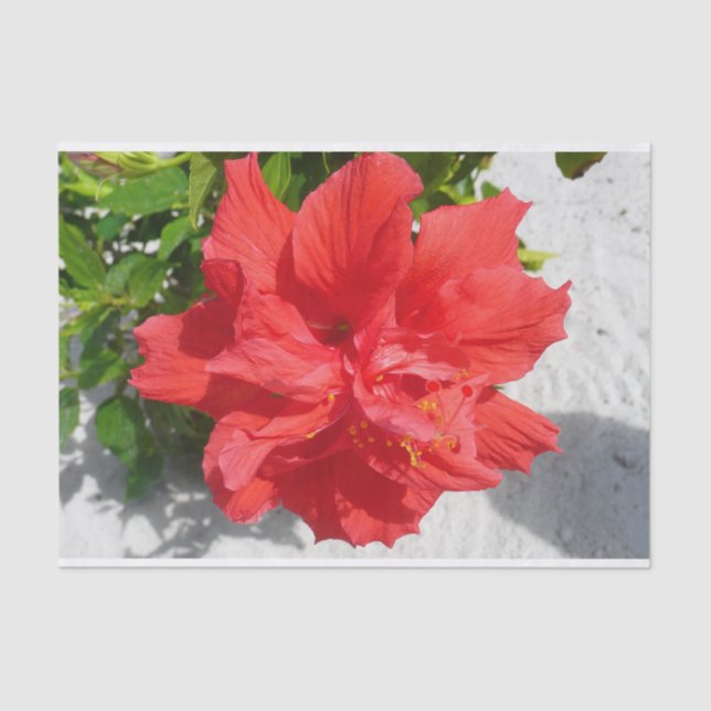 Papel De Seda Flor Red Double Hibiscus (Frente )