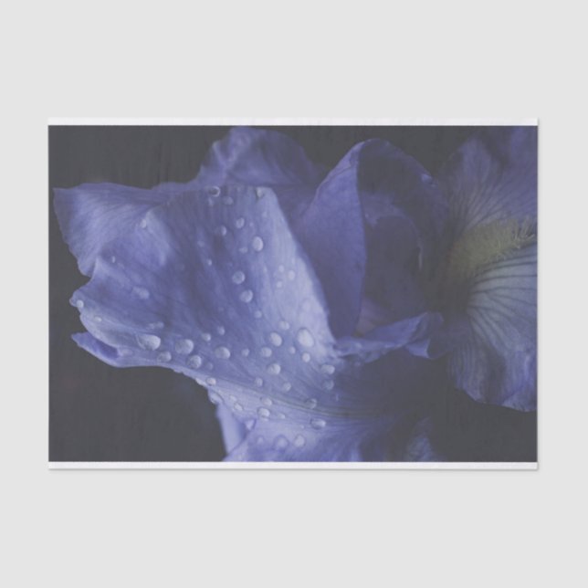 Papel De Seda Flor Rosa púrpura (Frente )