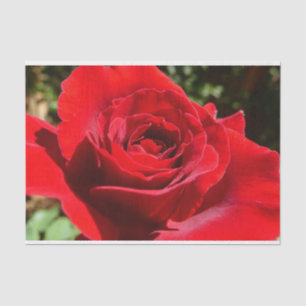 Papel De Seda Flor Rosa vermelha brilhante Flor