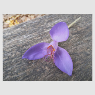 Papel De Seda Flor roxa num banco