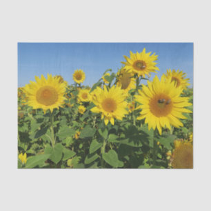 Papel De Seda flor, sol, planta, natureza, verão, floral,