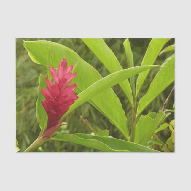 Papel De Seda Flor Tropical de Hibiscus Rosa (Frente )