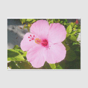 Papel De Seda Flor Tropical de Hibiscus Rosa