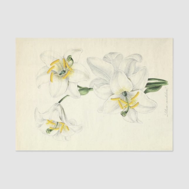 Papel De Seda Floral Ephemera Decoupage White Lily (Frente )