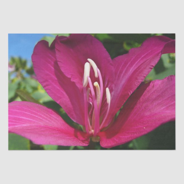 Papel De Seda Floral Tropical do Flor de Árvore Orquídea (Frente )