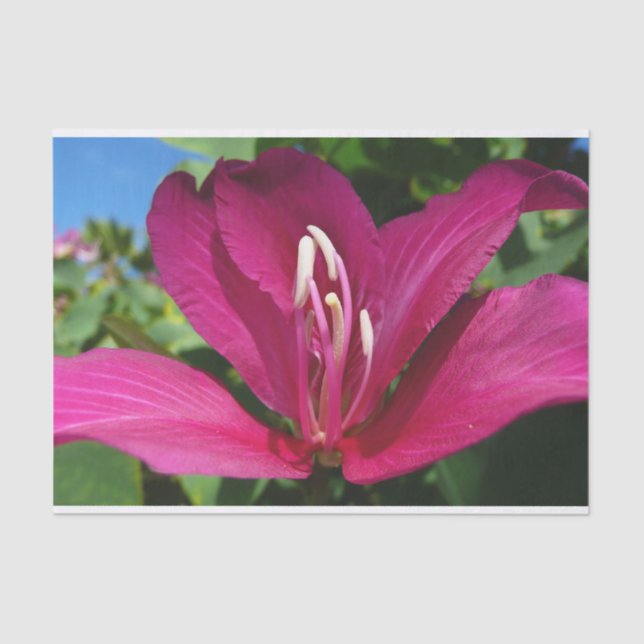 Papel De Seda Floral Tropical do Flor de Árvore Orquídea (Frente )