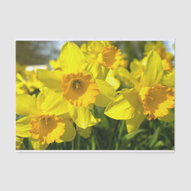 Papel De Seda Flores Amarelas de Daffodil (Frente )