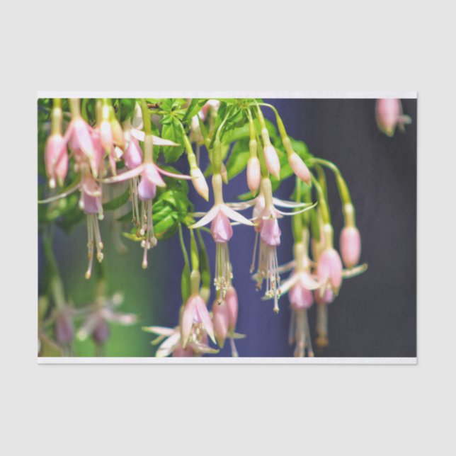 Papel De Seda Flores Ballerina (Frente )