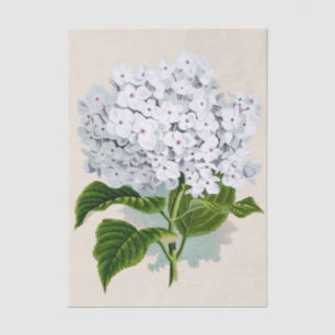 Papel De Seda Flores Brancas chiques com Corações Rosa