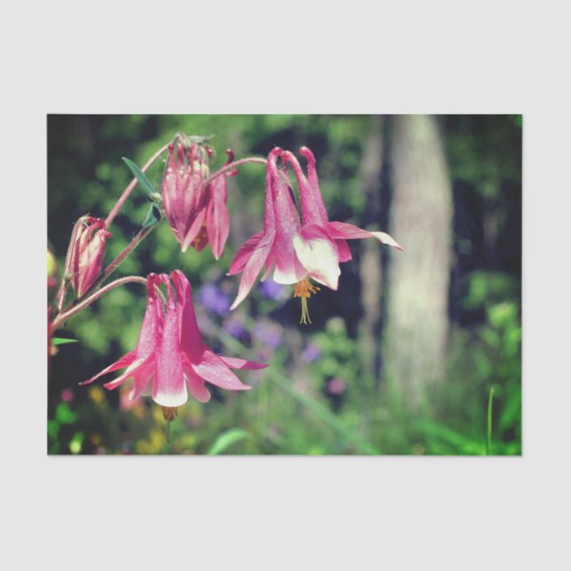 Papel De Seda Flores Columbinas Rosa Fecham a Dissociação (Frente )