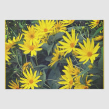 Flores de Artichoke em Jerusalém