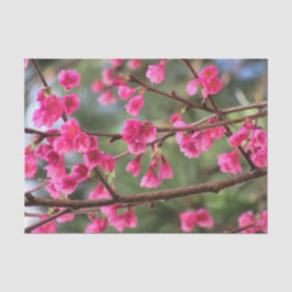 Papel De Seda Flores de cerejeira