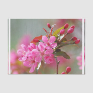 Papel De Seda Flores de cerejeira cor-de-rosa escuras