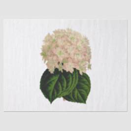 Papel De Seda Flores de Hortênsia Rosa Branco Verde Vintage #2 T
