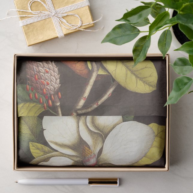 Papel De Seda Flores de Magnólia Antiga Planta Com Sementes (Presente)