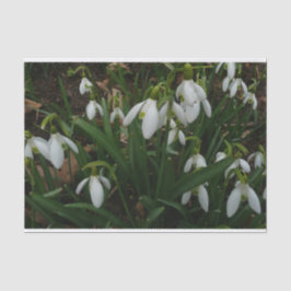 Papel De Seda Flores de primavera Brancas I (Galanthus)
