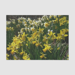Papel De Seda Flores de primavera de Daffodils Amarelos e Branco
