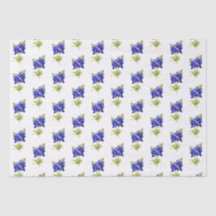 Flores do Texas Bluebonnets,