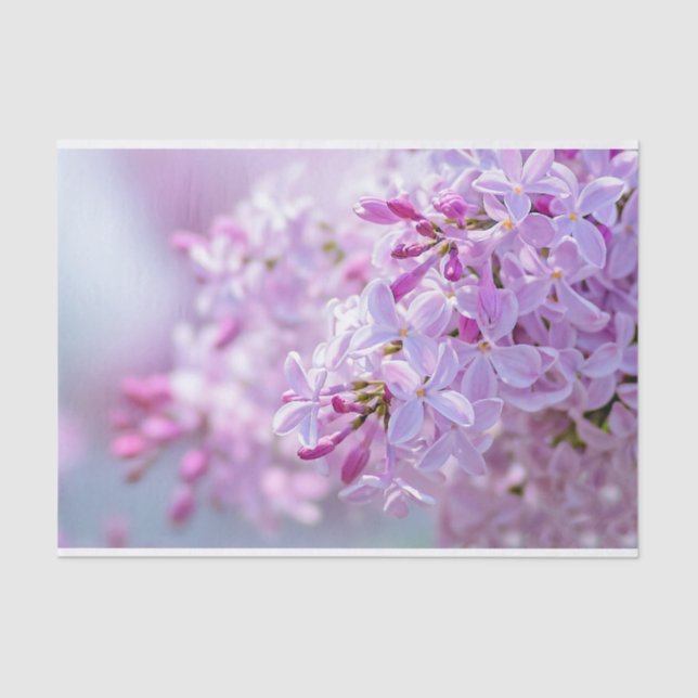 Papel De Seda Flores lilás rosa (Frente )