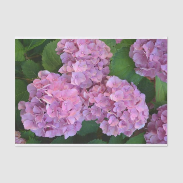 Papel De Seda Flores rosa pastel Hortensia hydrangea (Frente )