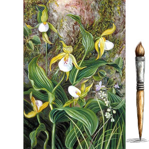 Papel De Seda Flores Selvagens de Simla, Índia por Marianne Nort