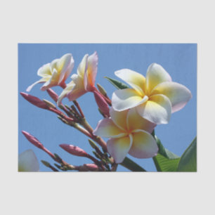 Papel De Seda Flores Showy do Frangipani do Plumeria