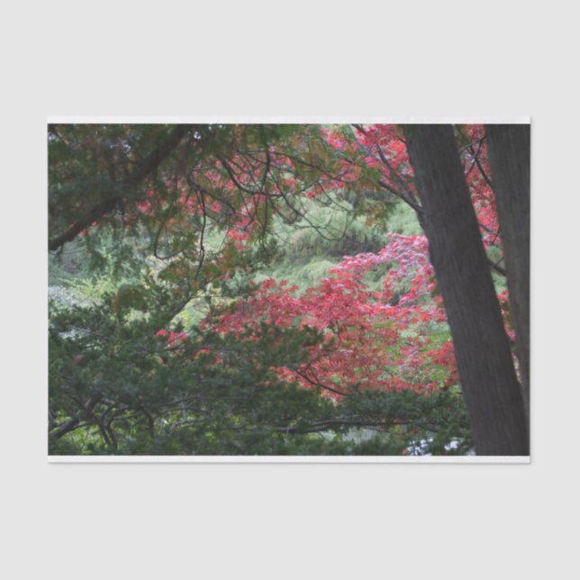 Papel De Seda Floresta do outono (Frente )