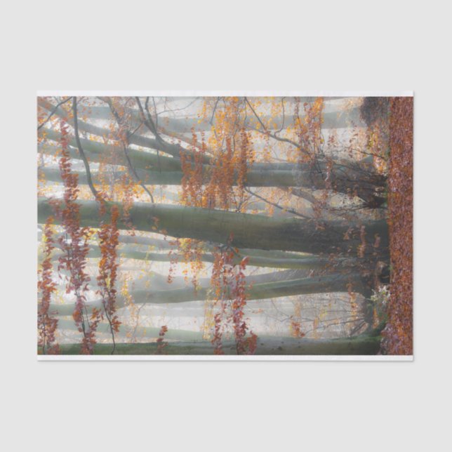 Papel De Seda Floresta nevoenta místico no outono (Frente )
