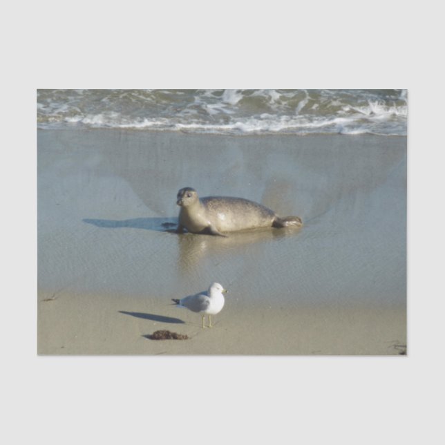 Papel De Seda Foca-comum em La Jolla Califórnia (Frente )
