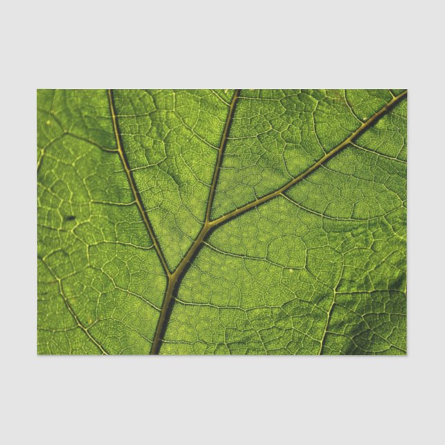 Papel De Seda Folha de Borboleta Verde (Frente )