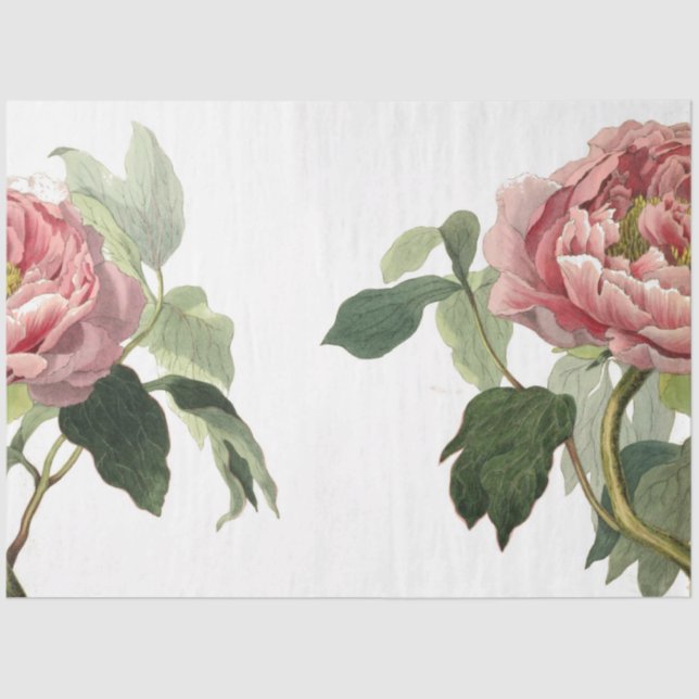 Papel De Seda Folha de Elementos para Diários de Lixo Rosa Rosa  (Frente )