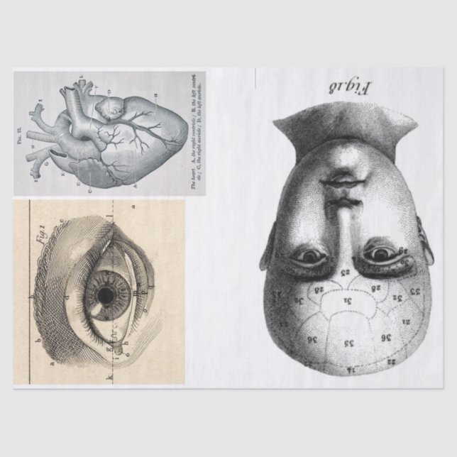 Papel De Seda Folha dos elementos da anatomia do Diário da (Frente )
