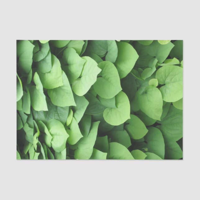 Papel De Seda Folhagem Verde Pipe do Holandês (Frente )