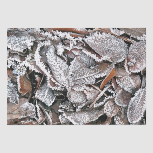 PAPEL DE SEDA FOLHAS DO INVERNO (Frente )