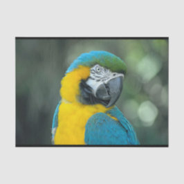 Papel De Seda Foto Amarelo e Azul Macaw