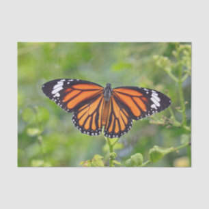 Papel De Seda Foto bonito de Borboleta Riscada Laranja