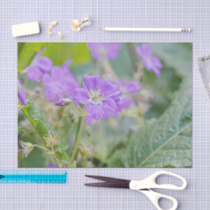 Papel De Seda Foto Botânica De Glândula De Gerânio Selvagem, Pur