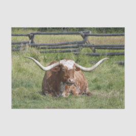 Papel De Seda Foto de Cow Texas Longhorn