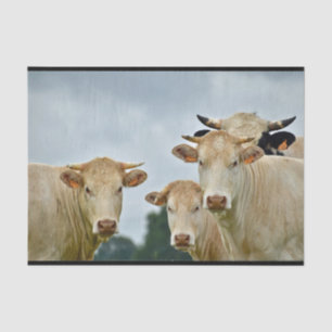 Papel De Seda Foto de fazenda de Vacas de Adolescência Animal
