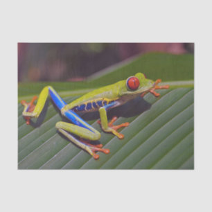 Papel De Seda Foto de Olho Vermelho sapo